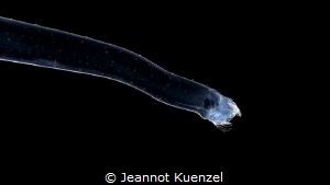 An unknown species of plankton. I actually found this by ... by Jeannot Kuenzel 